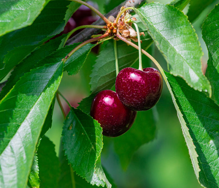 Pair of Tamara Cherries on Tree