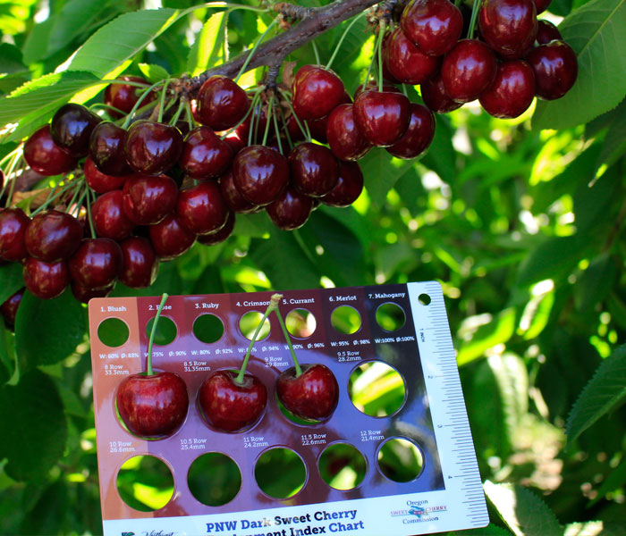 Tamara Cherries Being Measured for Row Size