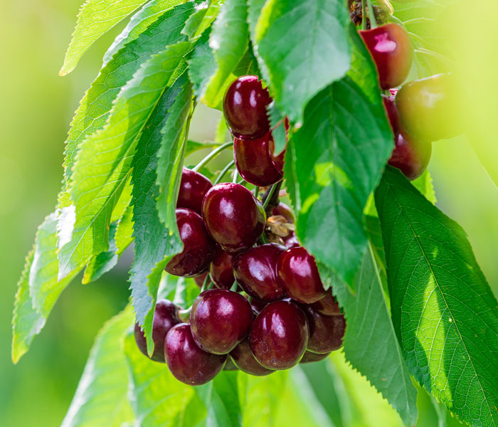 Tamara Cherries on Tree Branch