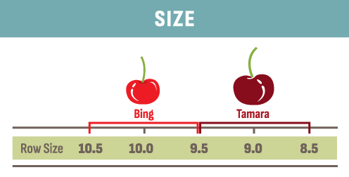 Tamara Cherry Row Size Compared to Bing